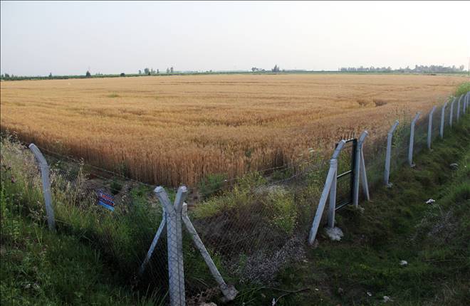Çukurova`da Hasada Hazırlanan Buğdaya Tel Çitli, Demir Kapılı Koruma