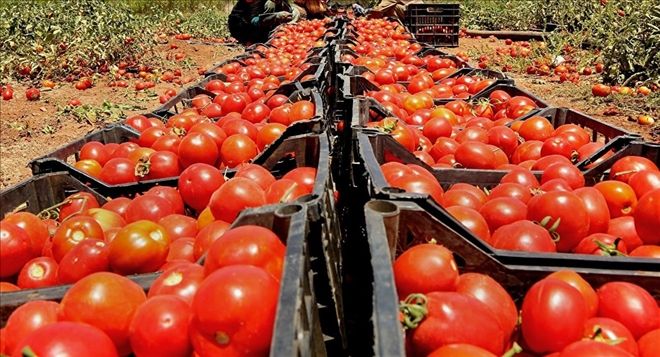 Rus uzmanlar Türk domates üreticilerini teftiş edecek