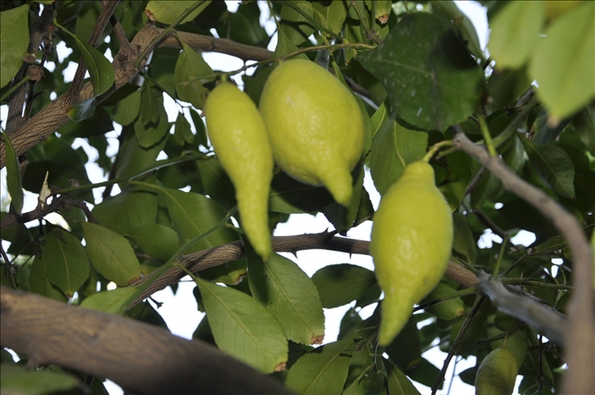 Hatay´da biber görünümlü limonlar 