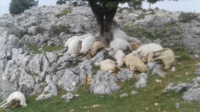 Osmaniye´de yıldırım düştü: 22 koyun telef oldu