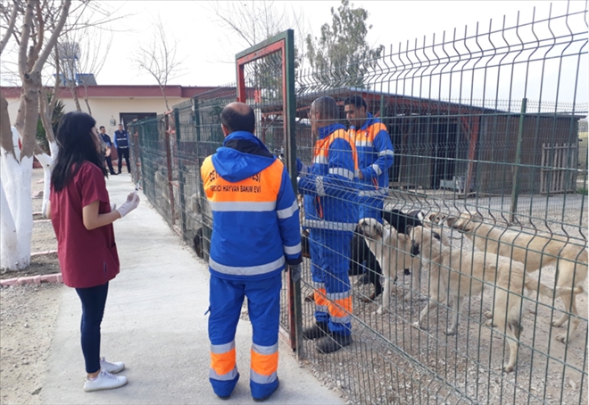 Ceyhan Belediyesi sokak hayvanlarına sahip çıkıyor