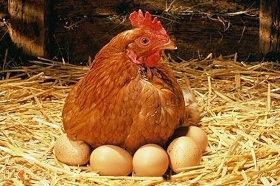 Ekim ayında 1,7 milyar tavuk yumurtası üretildi