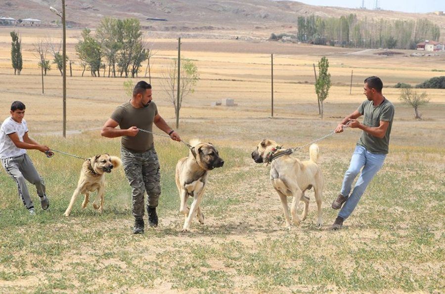Türk sınırlarını Kangallar koruyacak