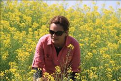 Soyada tedirgin hasat. Soya üreticisi “koruma”istiyor