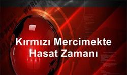 Kırmızı Mercimek Üreticileri Kaygılı      
