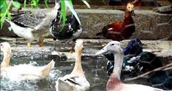 Evini Hayvanat Bahçesine Çevirdi