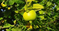 Limon üreticisinin yüzü güldü