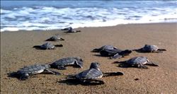 Kazanlı´daki deniz kaplumbağalarında rekor