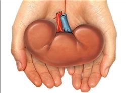 25 BİNDEN FAZLA HASTA  ORGAN NAKLİ BEKLİYOR