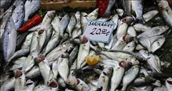 BALIK BOLLUĞU ET SATIŞLARINI DURMA NOKTASINA GETİRDİ