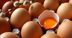 Tavuk Yumurtası Üretimi, 2015 Yılında Azaldı