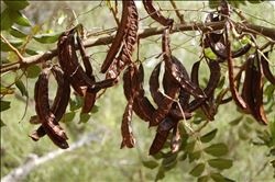 Kanserden Nefes Darlığına, İktidarsızlıktan Bronşite Kadar Her Derde Deva: Keçiboynuzu  