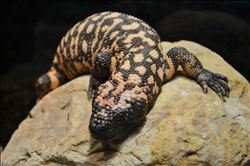 DÜNYANIN EN ZEHİRLİ SÜRÜNGENİ ‘GILA CANAVARI´ İLGİ ODAĞI OLDU 