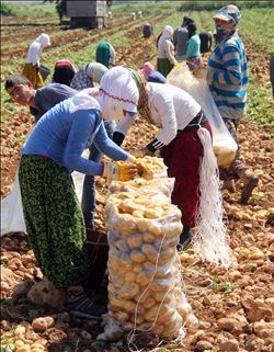 GEÇEN YIL ALTIN OLAN PATATES BU YIL PUL OLDU 