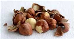 Fındık üretiminin yüzde 18 oranında azalacağı tahmin ediliyor