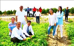 Olgunlaşmadan hasat edilen karpuzlar imha edilecek