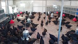 Doğal yumurta “biyumurta” markasıyla geliyor