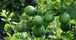 Limon diyarında hasat 1 lira 20 kuruşla başladı