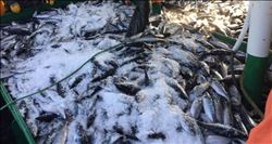 Balıkçılar ağlarını doldurdu.