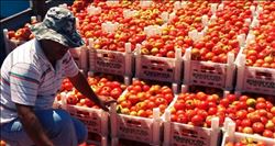 Domates eskisi gibi revaçta   