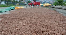 Rekolte düşük, beklenti büyük