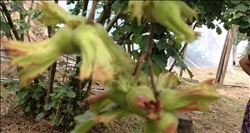 Fındık rekoltesindeki düşüş ihracatı da etkileyecek