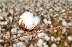 Girmen: "Pamuk ekim alanı azaldı, işsizlik arttı" 
