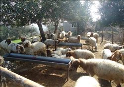 Adana´daki Orman Köylülerine 38,3 Milyon TL Destek