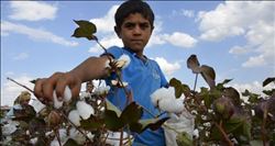 Okula gitmek için, pamuğun bitmesini bekliyorlar