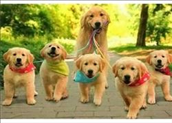 Hayvana şiddet uygulayana zorunlu ıslah! 