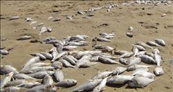 Silifke´de ölü balıklar karaya vurdu