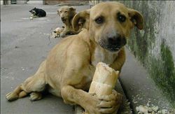 4 EKİM DÜNYA HAYVAN HAKLARI GÜNÜ