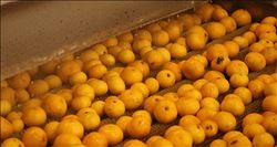 LİMON VE MANDALİNANIN ´FAHİŞ FİYAT´ YOLCULUĞU