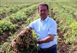 Sıcaklar yer fıstığını vurdu  