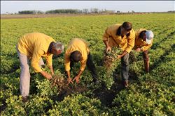 Hükümlülerden organik tarım