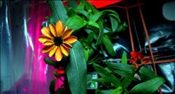 Amerika´dan casus bitkiler çalışması