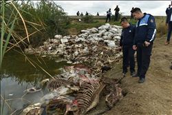 Büyükşehir´de Zabıta denetimde, Çevre Koruma temizlikte!