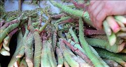 Işgın hayat kurtarabilir