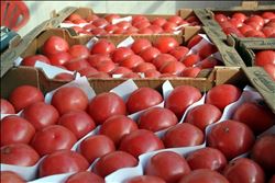 ÜRETİCİ VE İHRACATÇININ GÖZÜ KULAĞI RUSYA´DA