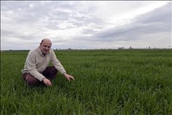 BUĞDAY VE MISIR ÜRETİCİSİNİN YÜZÜ GÜLDÜ