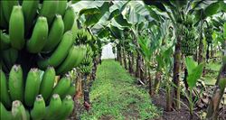 Sebze meyve ihracatındaki kriz, muz üreticisine yaradı