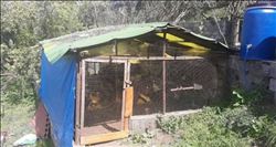 50 bin dolarlık kümes