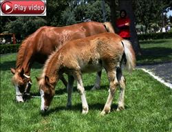 Adana Hipodromu´nun "Sürpriz"i  