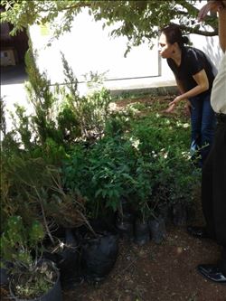 AOSB Tarafından İşletmelere Fidan Dağıtıldı