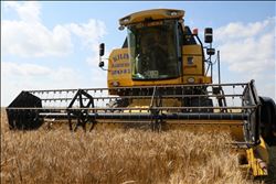 ÇUKUROVA´DA BUĞDAY HASADI BAŞLADI