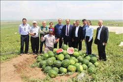 Karpuzda "belgeli" hasat dönemi