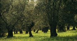    KAMU YARARI GÖRÜLÜRSE ZEYTİNLİK SAHALARI SANAYİ YATIRIMINA AÇILACAK