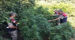 Hatay´da 80 kök Hint keneviri ele geçirildi