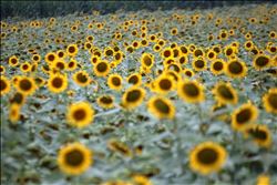 Terk edilen pamuk alanlarının yerini ayçiçeği aldı