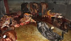 Adana ´at dürüm´